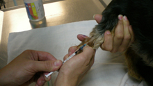 Blood draw