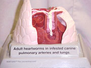 Heartworm