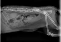 X-ray