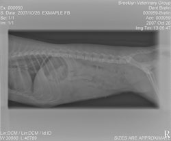 Turkeybone xray