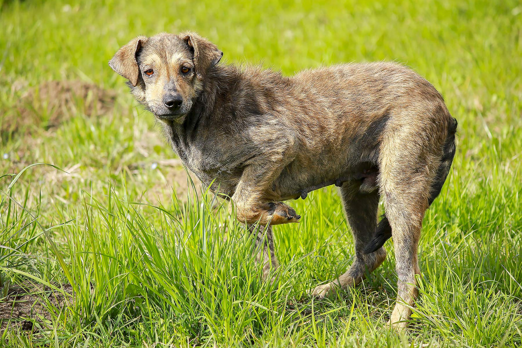 can a tick cause a dog to limp